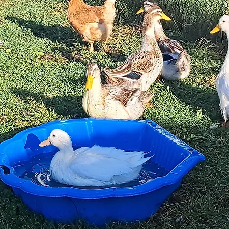Muddy Puddles Farm Kovachevets